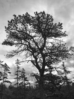 Pitch pine Photo: Kirk Gentalen