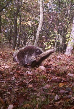 Porcupine Photo: Bonnie Honaberger