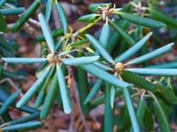 Rhodenren Photo: Ross Lanius