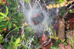 Funnel weaver Photo: Nate Rosebrooks