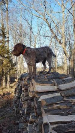 Salty on Woodpile Photo: Mike Thiel