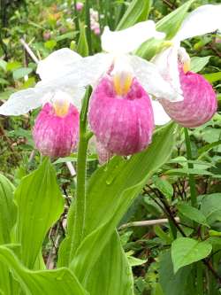 Showy ladyslippers Photo: Kit Hood