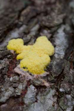 slime mold Photo: Elise Tillinghast