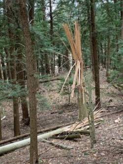 Beech blow down Photo: John Arrison