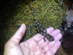 Salamander migrating Photo: Autumn Baker