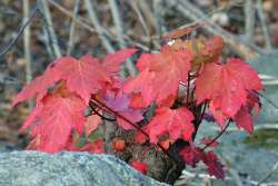 Maple leaves Photo: Judy Sweet