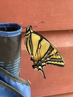 Tiger swallowtail Photo: Bonita R. Choly