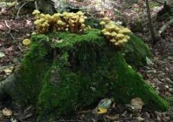 Toad Stools in Newport Photo: Lee Buescher