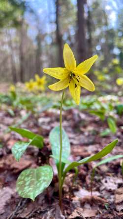 Trout lilies Photo: Jen Adams