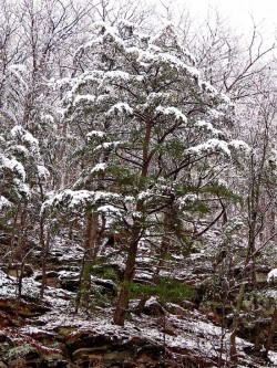 Virginia Pine on Clifftop Photo: Charlie Schwarz