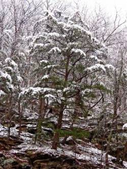 Virginia Pine on Clifftop Photo: Charlie Schwarz