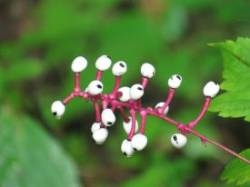 34_white_baneberry.jpg
