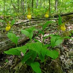 Ladyslippers Photo: Sheri Larsen