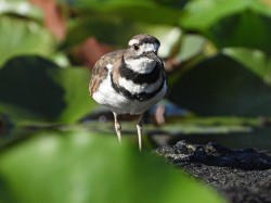 Killdeer Photo: Richard Philben