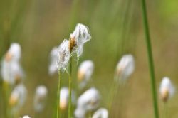 Alpine bulrush Photo: Liz Thompson