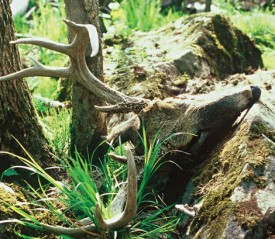 350bitter2_1.jpg thumbnail