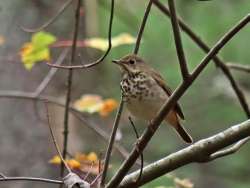 Hermit Thrush Photo: Charlie Schwarz