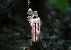 Indian Pipe Photo: Michelle Vigeant