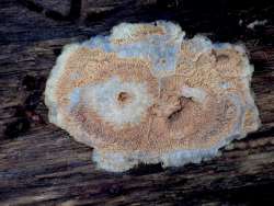 Mushroom Photo: Frank Kaczmarek