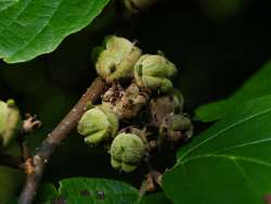 witch hazel Photo: Ross Lanius