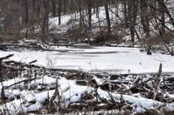 35_beaver_pond_sue_march.jpg