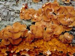 Bitter oyster mushrooms Photo: Frank Kaczmarek