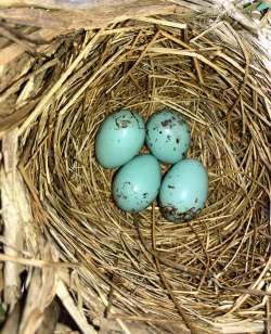 Blackbird eggs Photo: Richard Philben