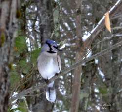 Bluejay Photo: David Gomeau