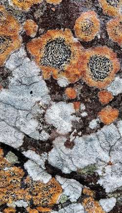 Boulder lichen Photo: Jen Adams