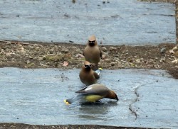 Cedar Waxwings Photo: Lauran Corson