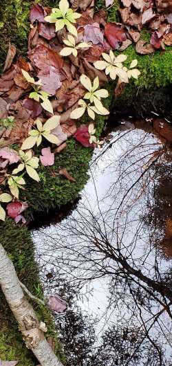 Changing leaves Photo: Susan Lichty