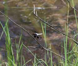 Common Whitetail Dragonfly Photo: Gregory Cox