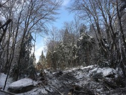 Cut to length Photo: Alex Barrett