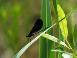 Damselfly Photo: Bonnie A. Pease