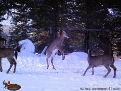 Deer having lunch Photo: Lonnie S. Jandreau
