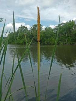 35_dscn6094cattail_flower.jpg