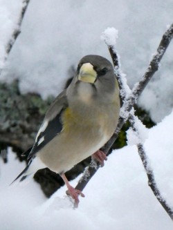 Grosbeak Photo: Ken Hatch