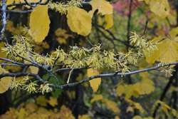 Witch hazel Photo: Judy Sweet