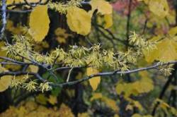 Witch hazel Photo: Judy Sweet