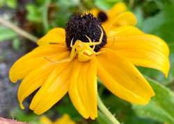 Goldenrod spider Photo: Karinne Heise