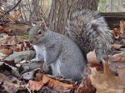 35_gray_squirrel.jpg
