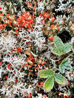 Reindeer lichens Photo: Tom Grett