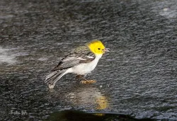 35_hermit_warbler_CT.jpg