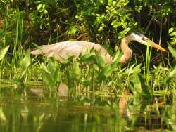 Heron Photo: Richard Philben