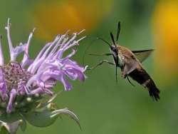 Clearwing moth Photo: Charlie Schwarz