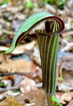 Jack in the Pulpit Photo: Jane Schlossberg