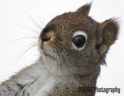 35_january_paul_moore_squirrel_w.jpg