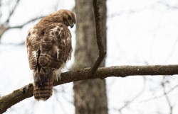 Juvenile Hawk Photo: Emily Hague