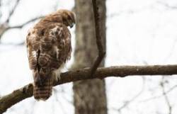 Juvenile Hawk Photo: Emily Hague