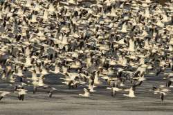 Snow geese Photo: Tom Grett